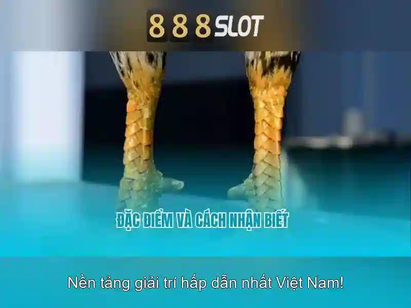 Bảng so sánh đối thủ 5x5 của 888slot